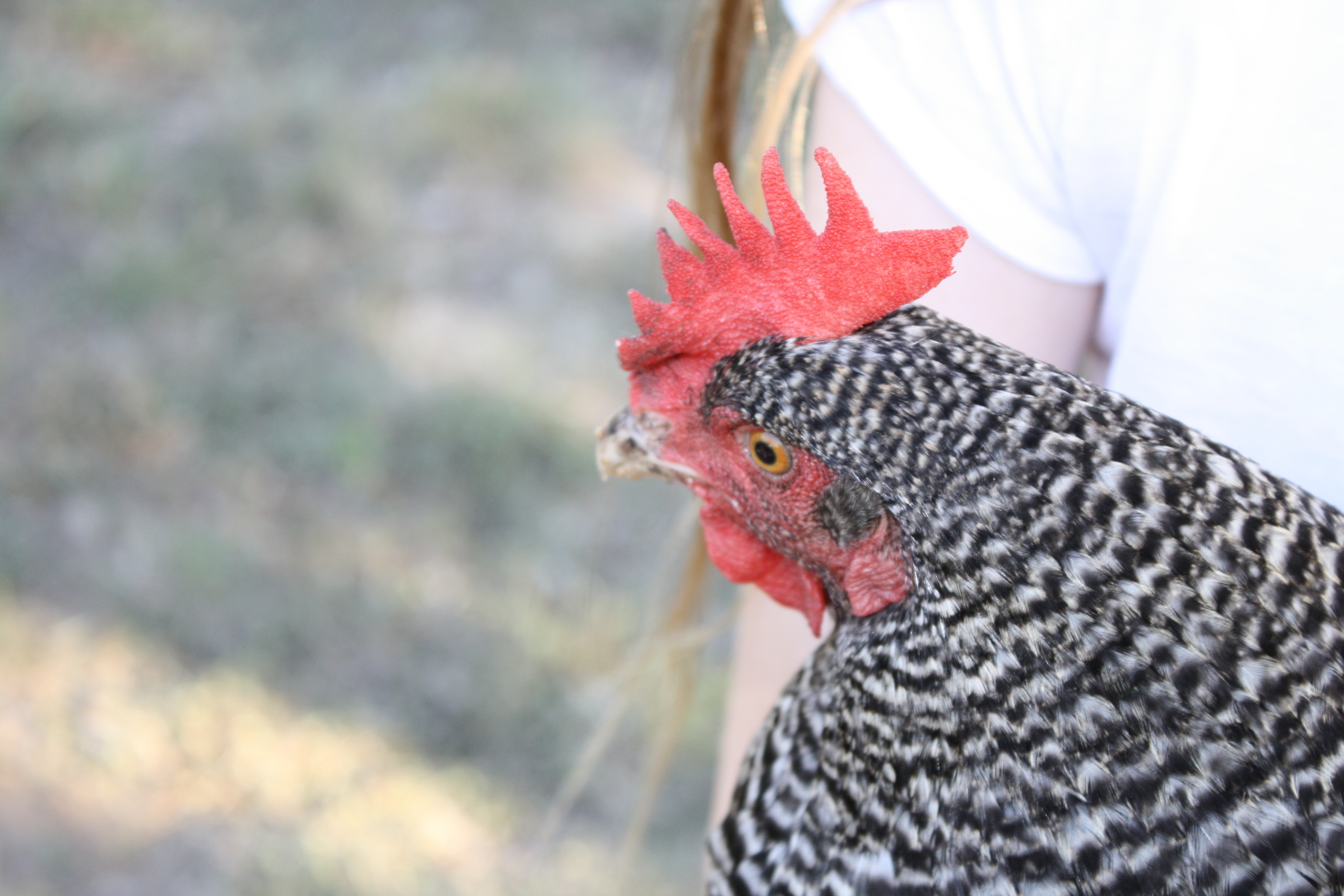 My family raises chickens. This one is named Rocky.